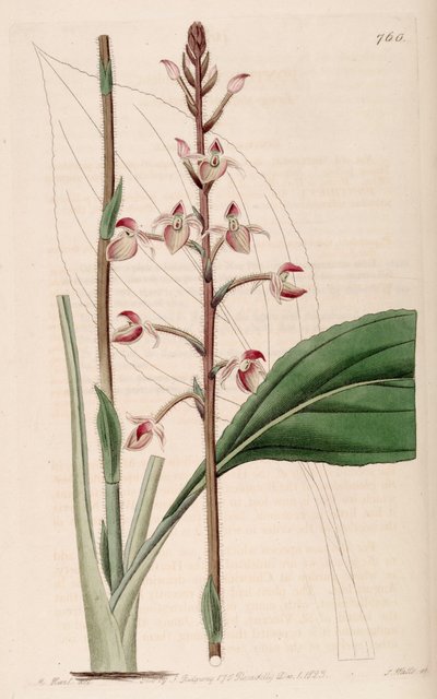 Illustrazione di Ponthieva petiolata da M. Hart